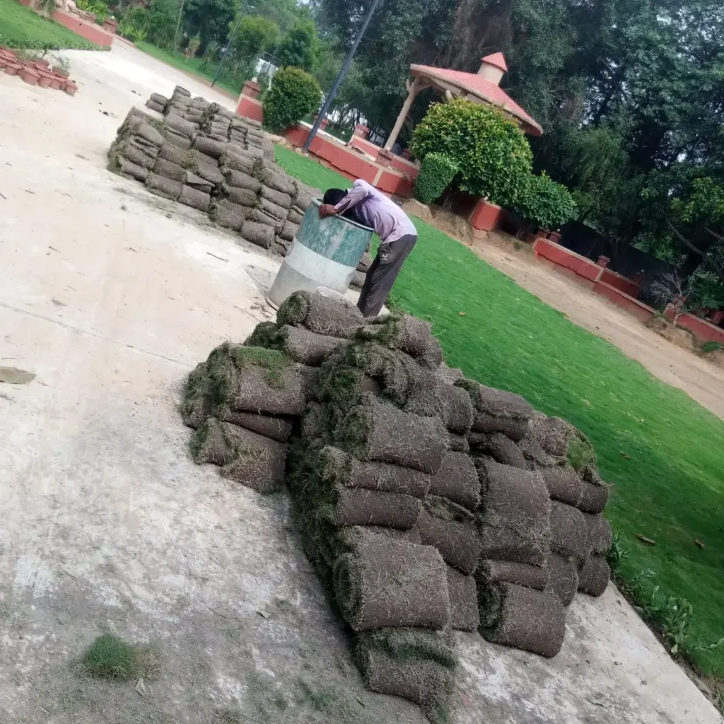 Can Lawn Grass Grow Without Direct Sunlight? 