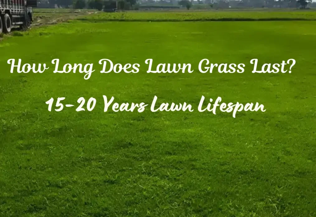 How Long Does Lawn Grass Last After Installation? (2026 Expert Guide)
