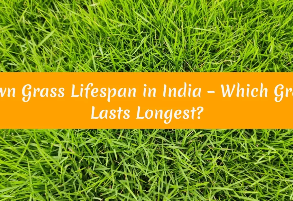 Lawn Grass Lifespan in India – Which Grass Lasts Longest?