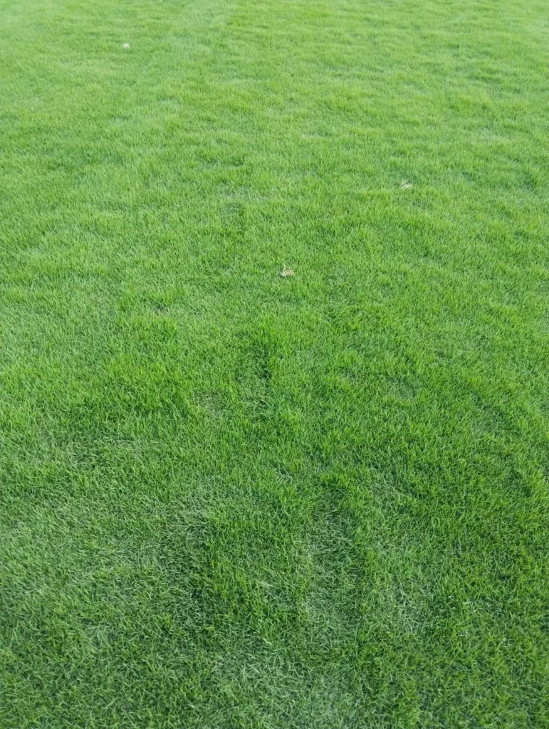 best lawn grass for climate in Jammu & Kashmir