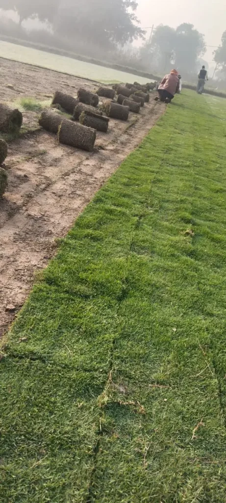 Lawn grass supplier in Pahalgam