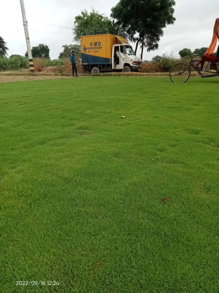 Doob Grass (Cynodon dactylon)
