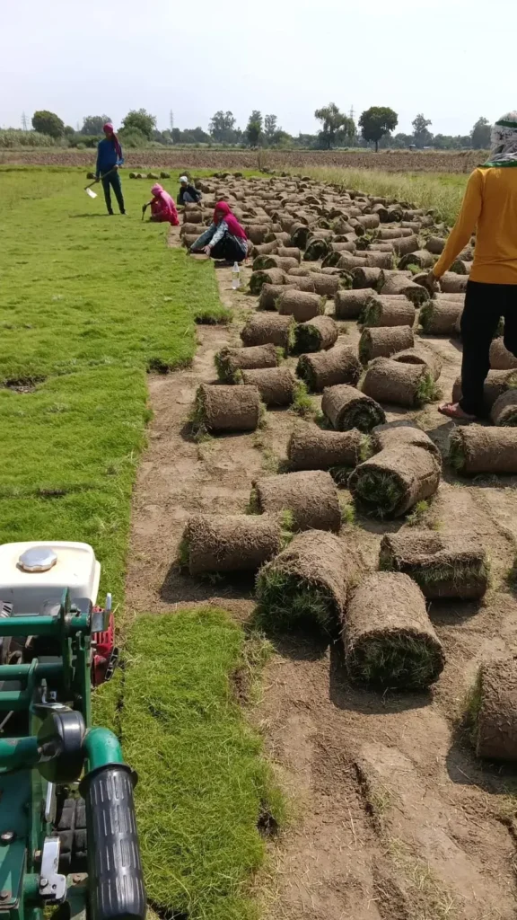 How Long Does Lawn Grass Last?