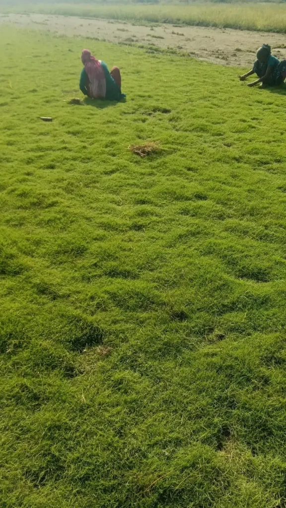 Bermuda Grass (Hybrid varieties)