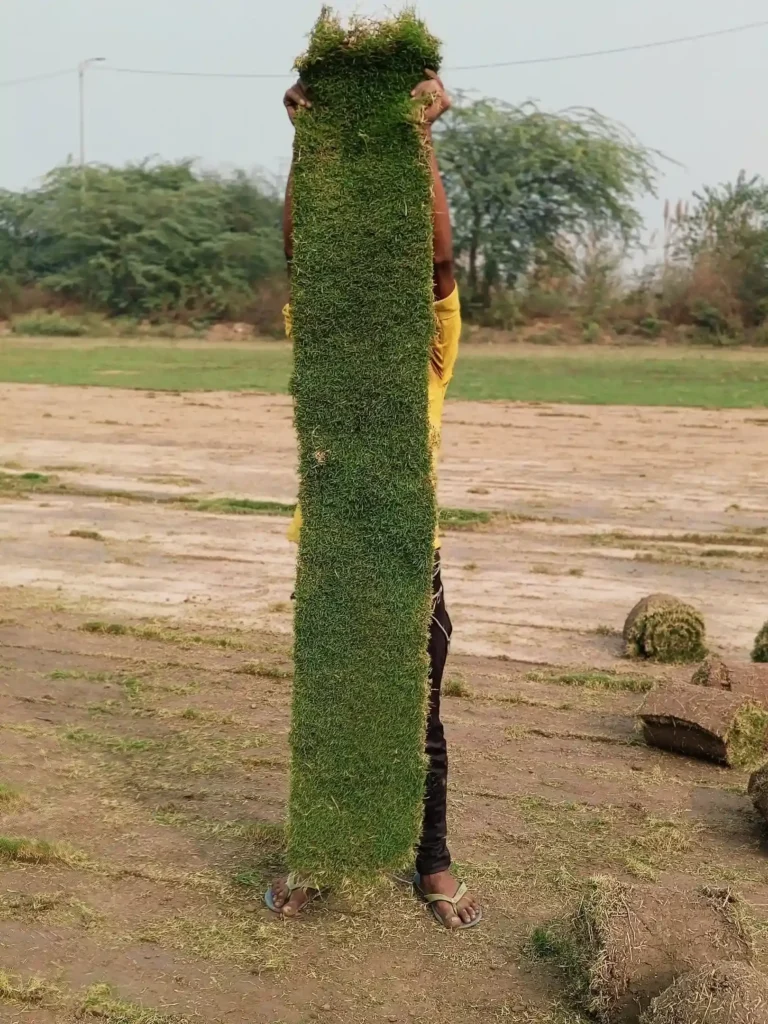 Korean Lawn Grass (Zoysia japonica)