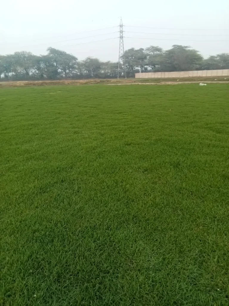 Lawn grass installation in Baramulla