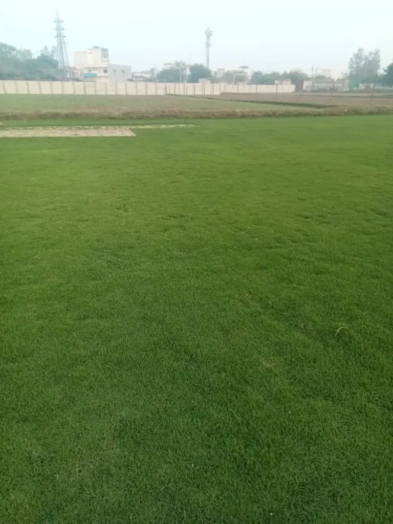 grass installation services in Jammu & Kashmir