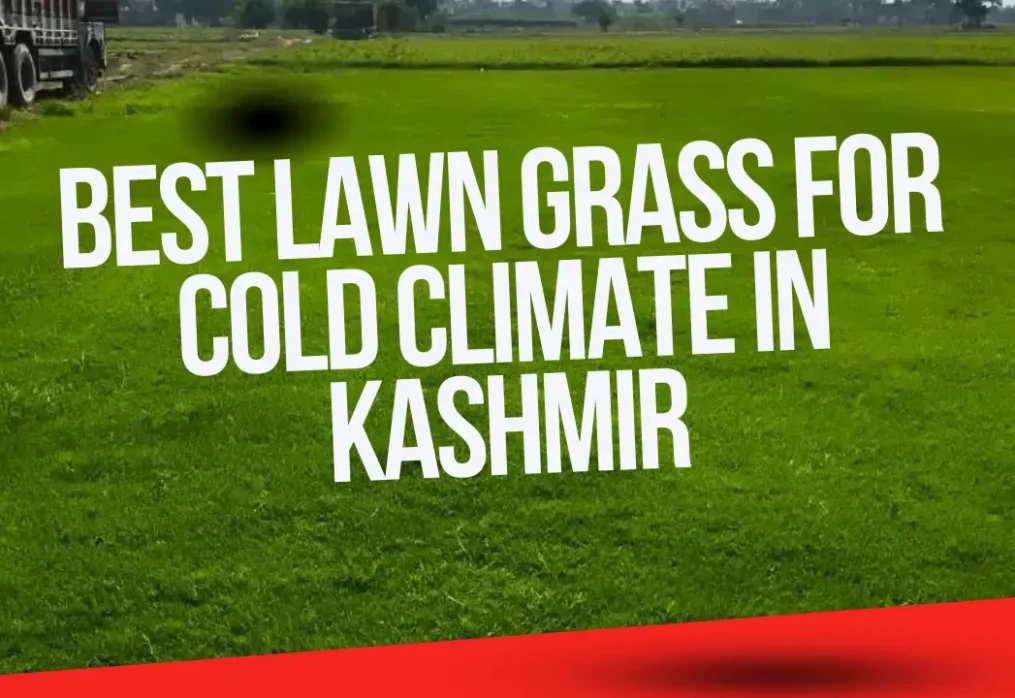 Best Lawn Grass for Cold Climate in Kashmir