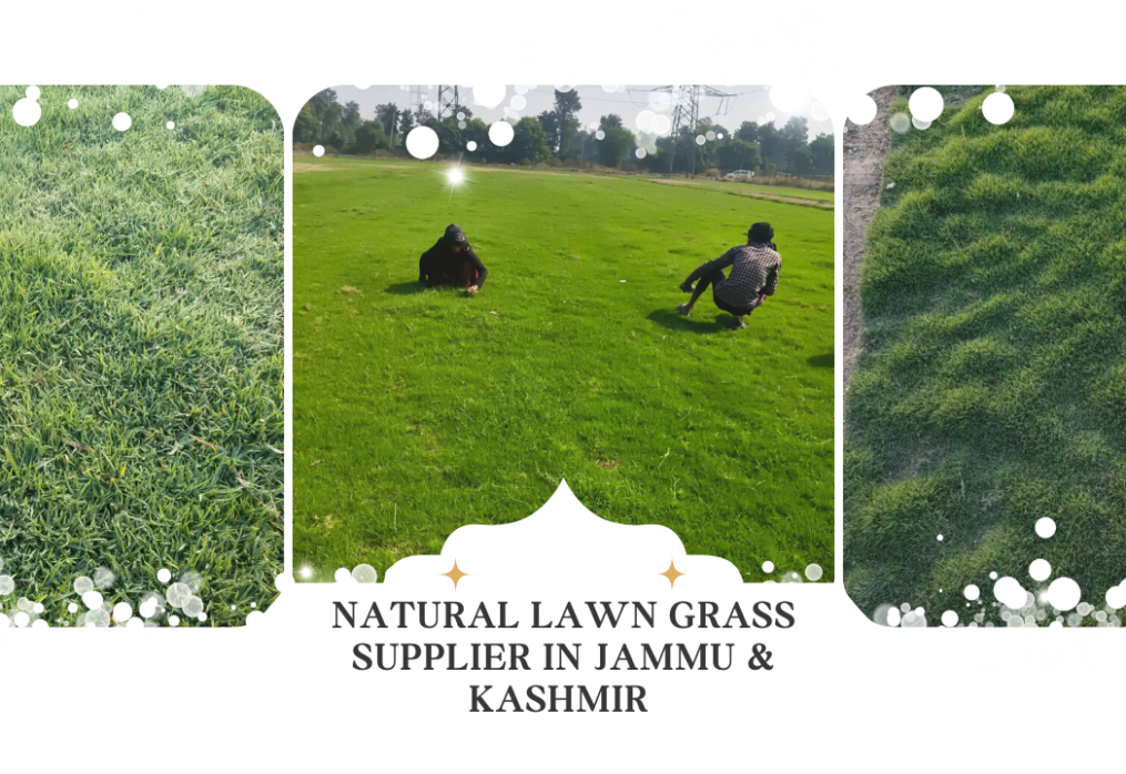 Hotel Landscaping Grass Projects in J&K