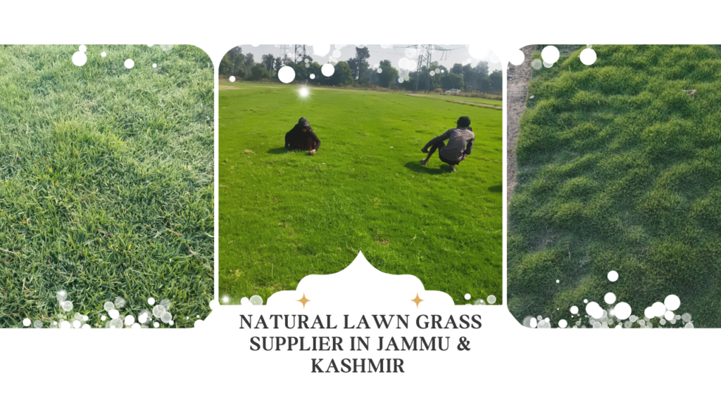 Hotel Landscaping Grass Projects in J&K – Luxury Resort Lawn Experts
