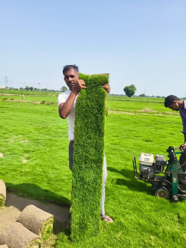 lawn grass supplier in Palanpur