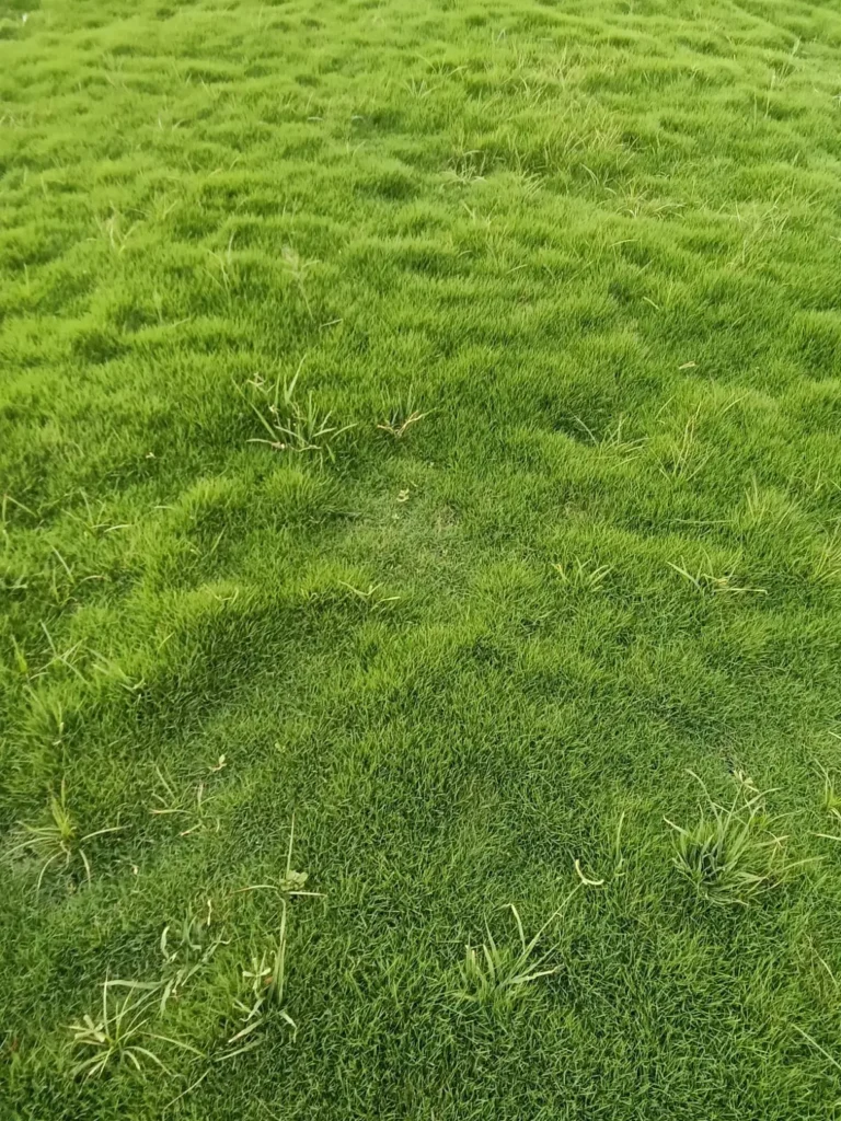 grass installation services Jabalpur