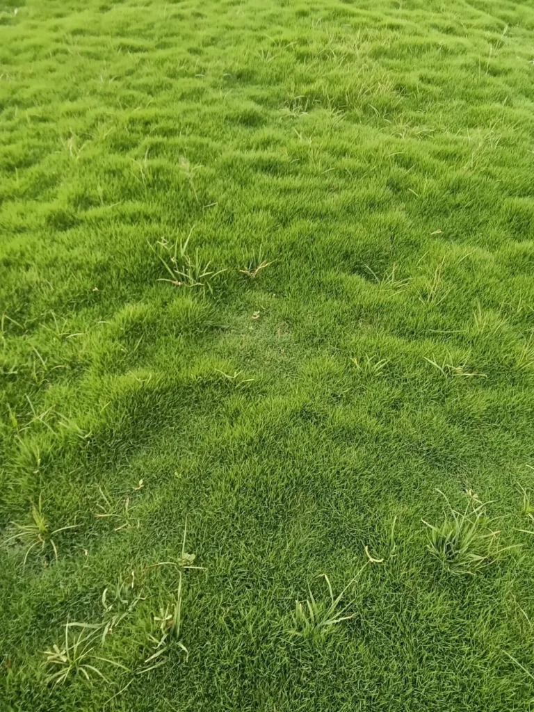 grass installation services Gandhinagar