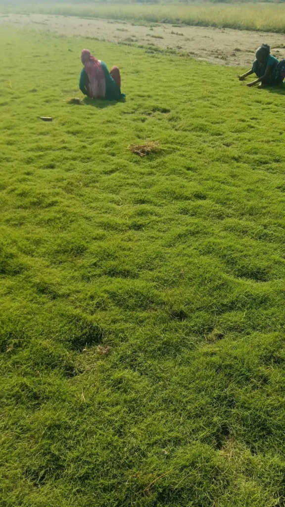 natural grass carpet Panchkula