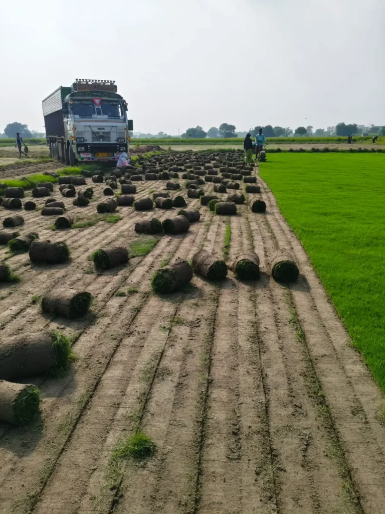 lawn grass supplier in Chamba