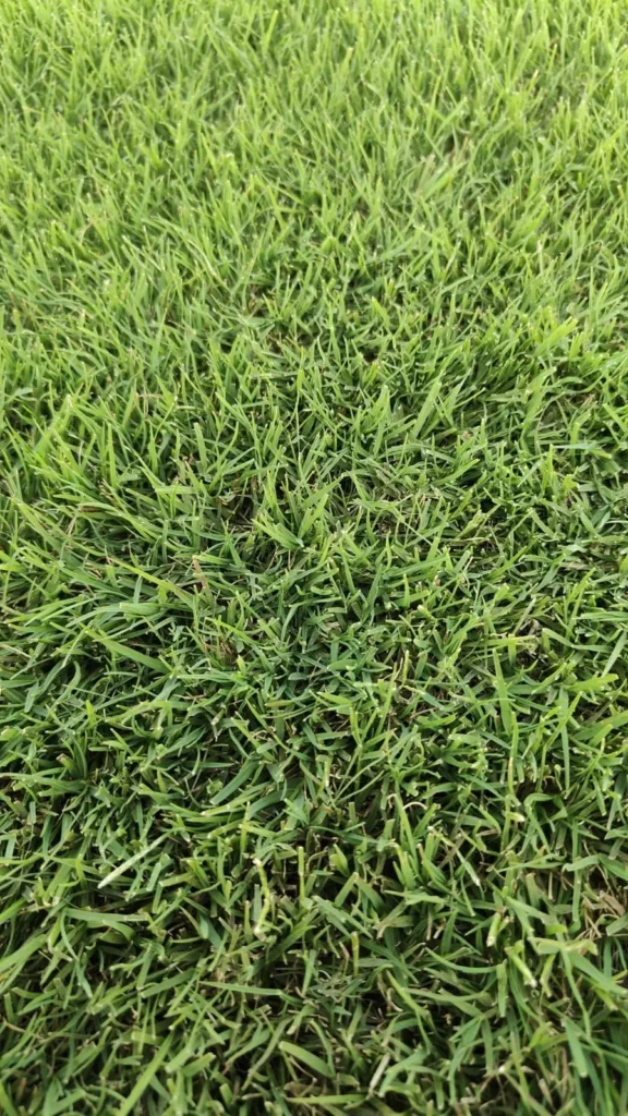 Best Lawn Grass for Cold Climate in Kashmir | Snow-Resistant Lawn Installation Guide