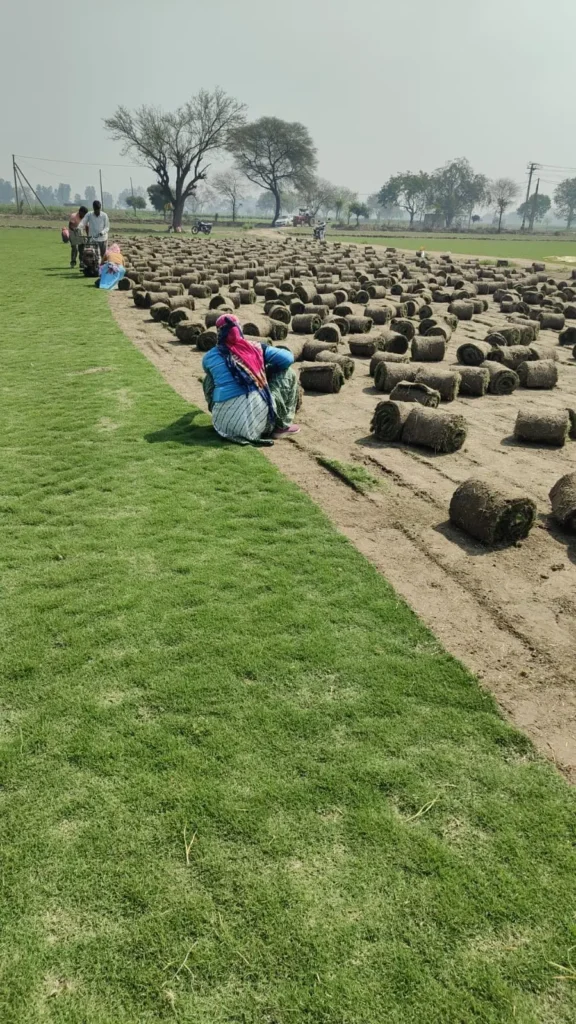 grass installation services Rohtak