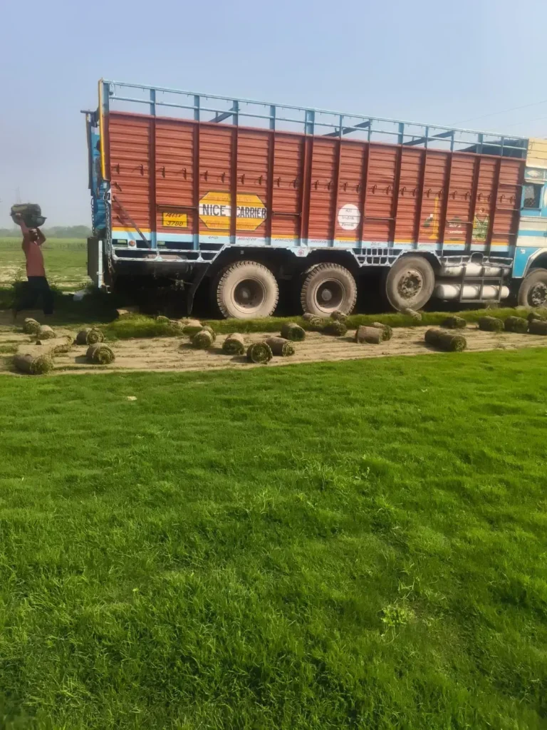 Natural lawn grass carpet installation in Kapurthala Punjab