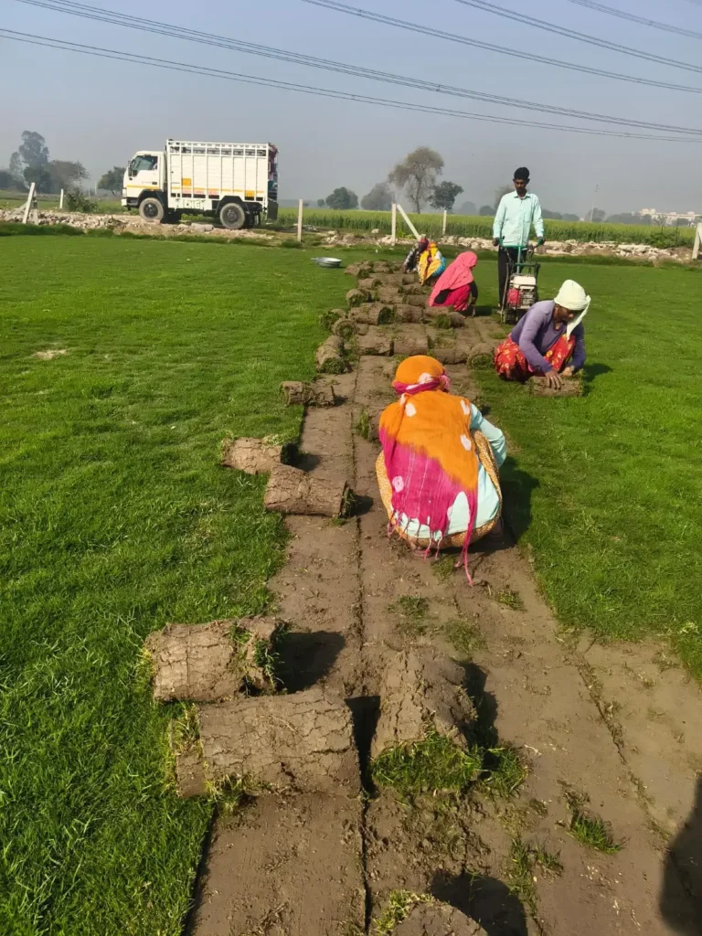 Natural Lawn Grass Supplier in Haryana