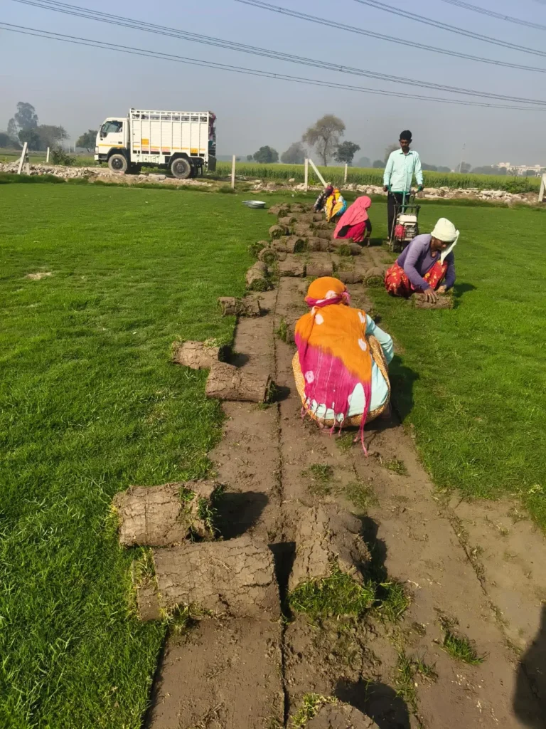 Natural Lawn Grass in Kapurthala – Fresh Grass Carpet Supply & Lawn Installation