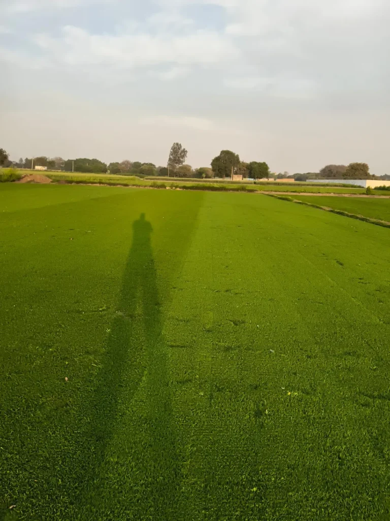 grass carpet installation South Delhi