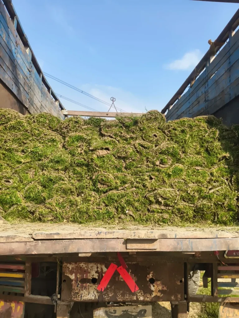 best lawn grass for South Delhi climate