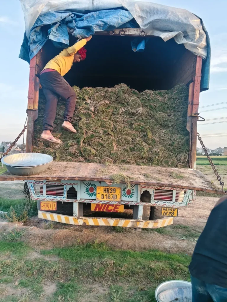 grass installation services in Palanpur