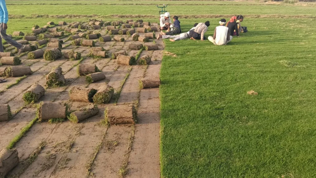 lawn grass supplier in Ujjain