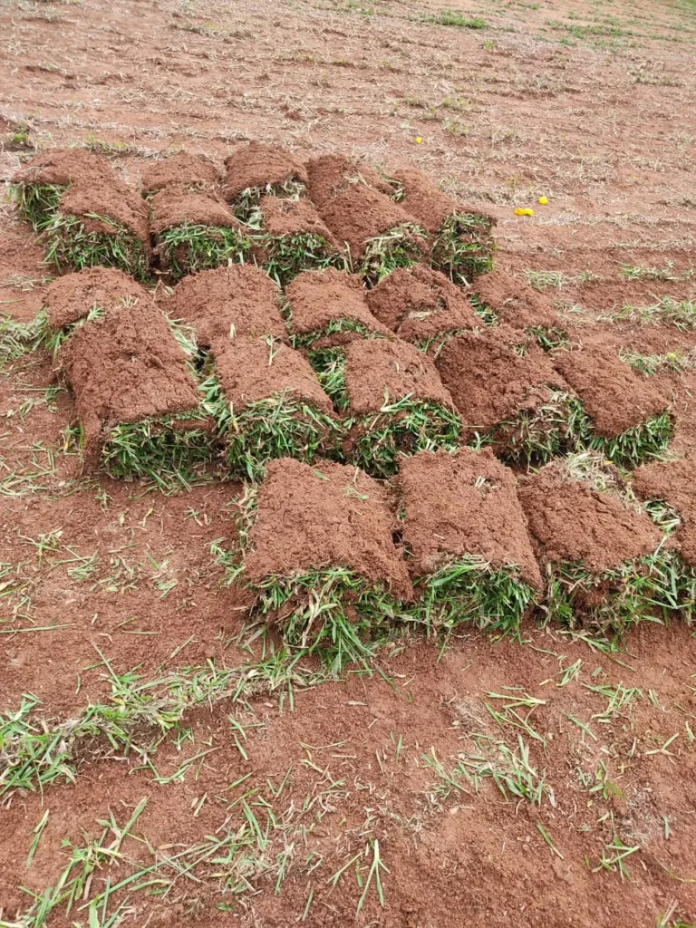 Comparison of shade tolerant lawn grass types like Mexican and Korean grass