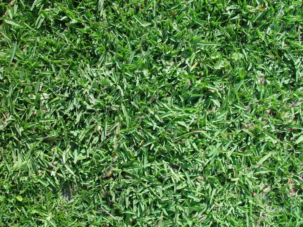 Lawn grass growing in partial shade under trees with filtered sunlight