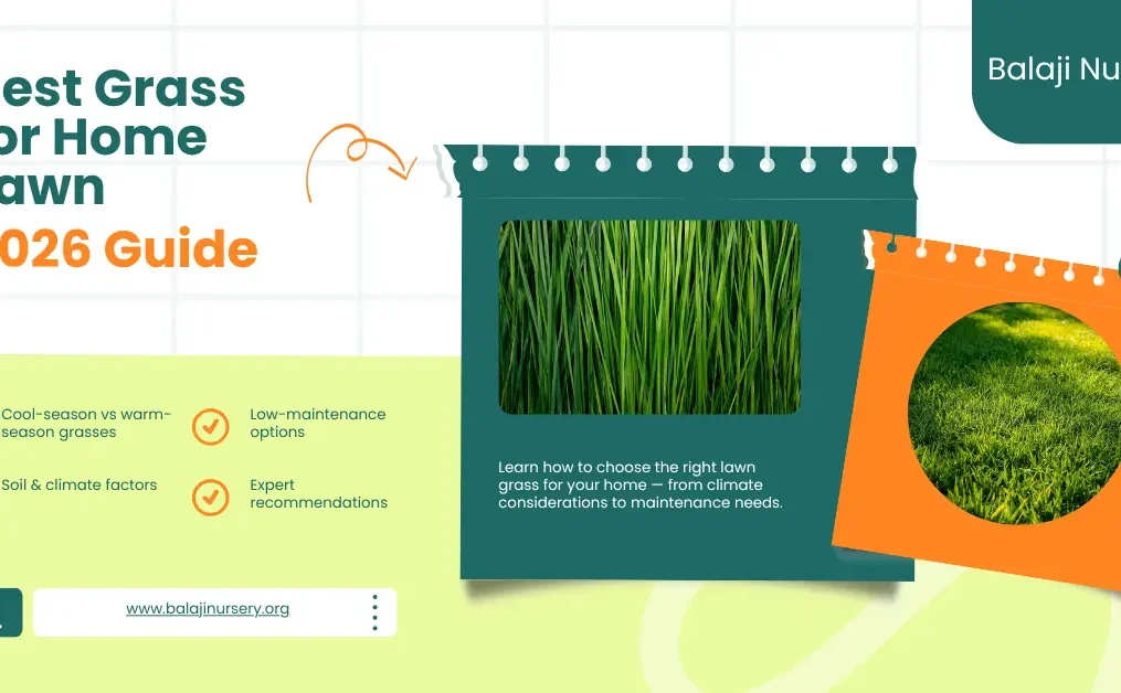 Best Grass for Home Lawn: How to Choose the Right Lawn Grass (2026 Guide)