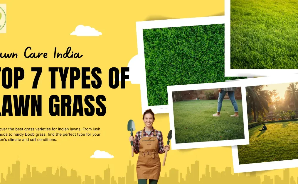 Top 7 Types of Lawn Grass in India with Images