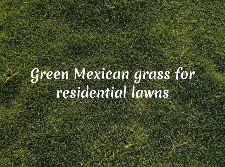 Why Mexican Grass is the Most Popular Lawn Grass in Delhi NCR