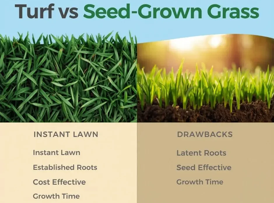 What’s the Difference Between Turf and Seed-Grown Grass? A Practical Comparison Based on 50+ Years of Lawn Installation Experience
