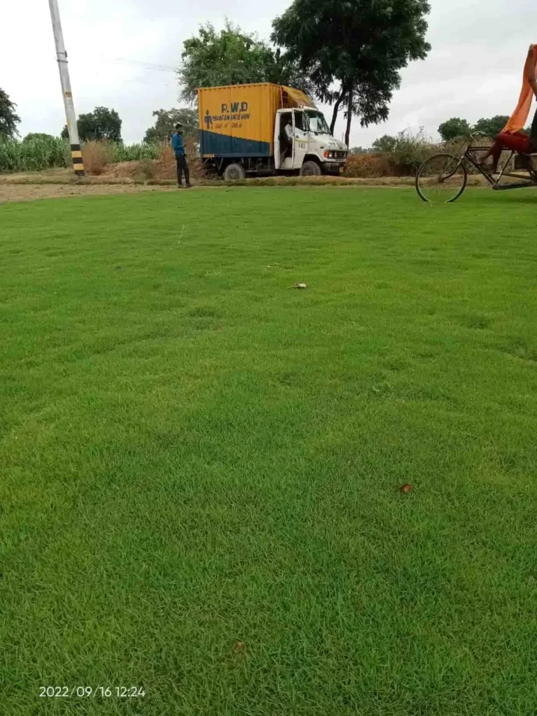Selection No 1 grass lawn used in Indian parks