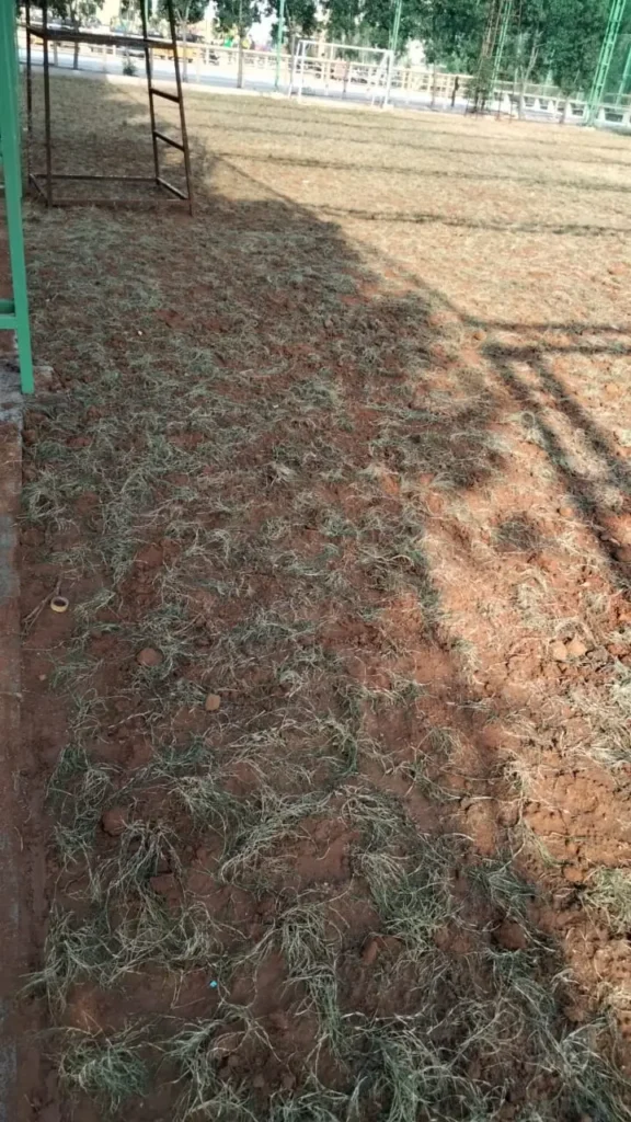 Which is better turf or grass seed