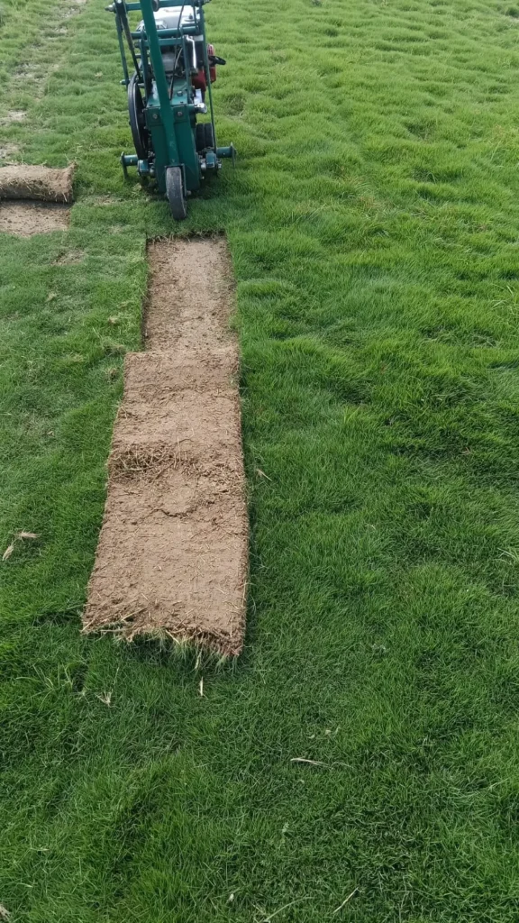 Soft Mexican grass lawn for home garden in India