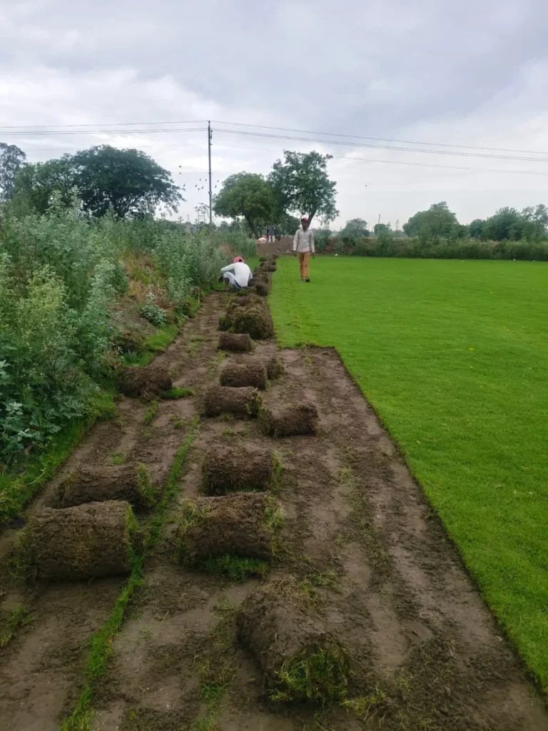 Bermuda grass lawn in India with dense green carpet