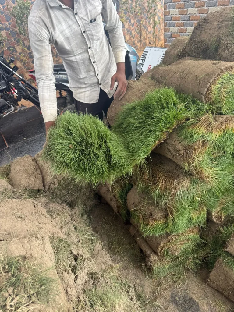 Best natural lawn grass for Delhi homes