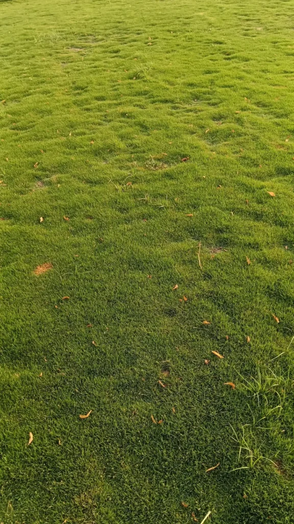 Mexican grass landscaping in Delhi NCR
