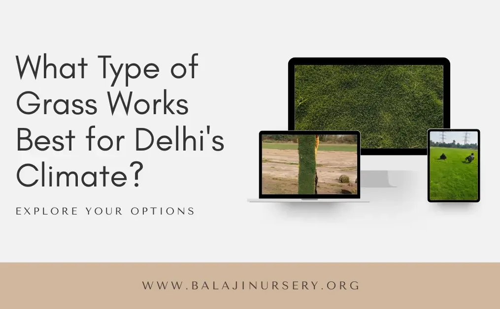 What Type of Grass Works Best for Delhi’s Climate? Expert Guide Based on 25+ Years of Experience