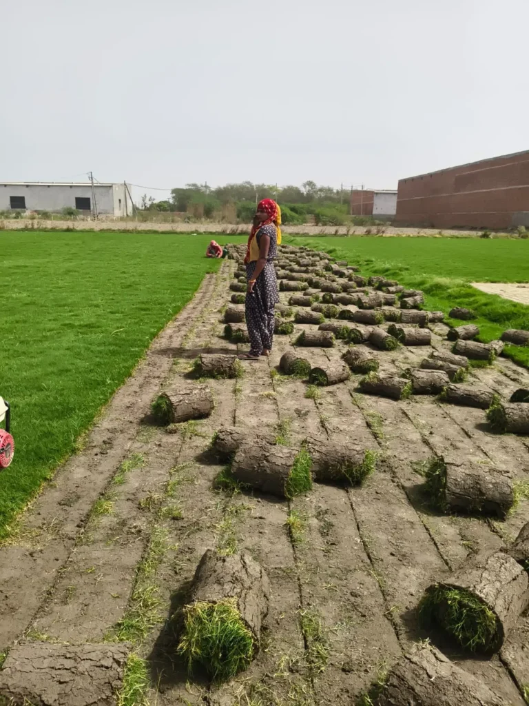 Best Lawn Grass for Delhi