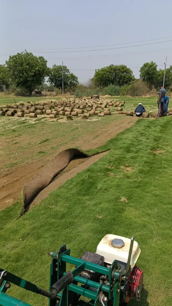 Mexican Grass Delhi
