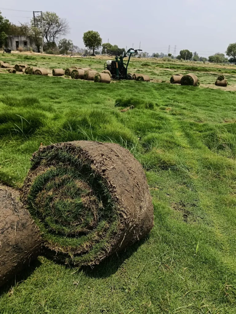 Grass for Delhi Weather