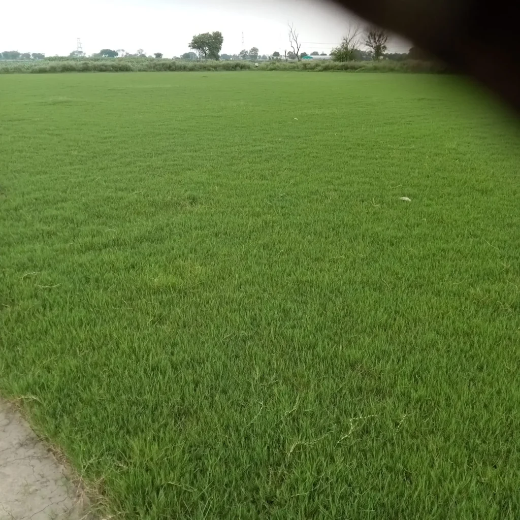 Selection No. 1 Grass India: Uses and Benefits