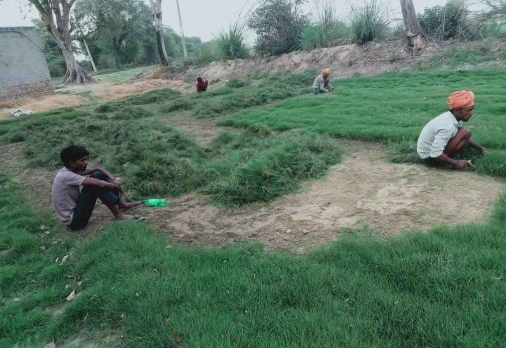 Selection No. 1 Grass India: Uses and Benefits