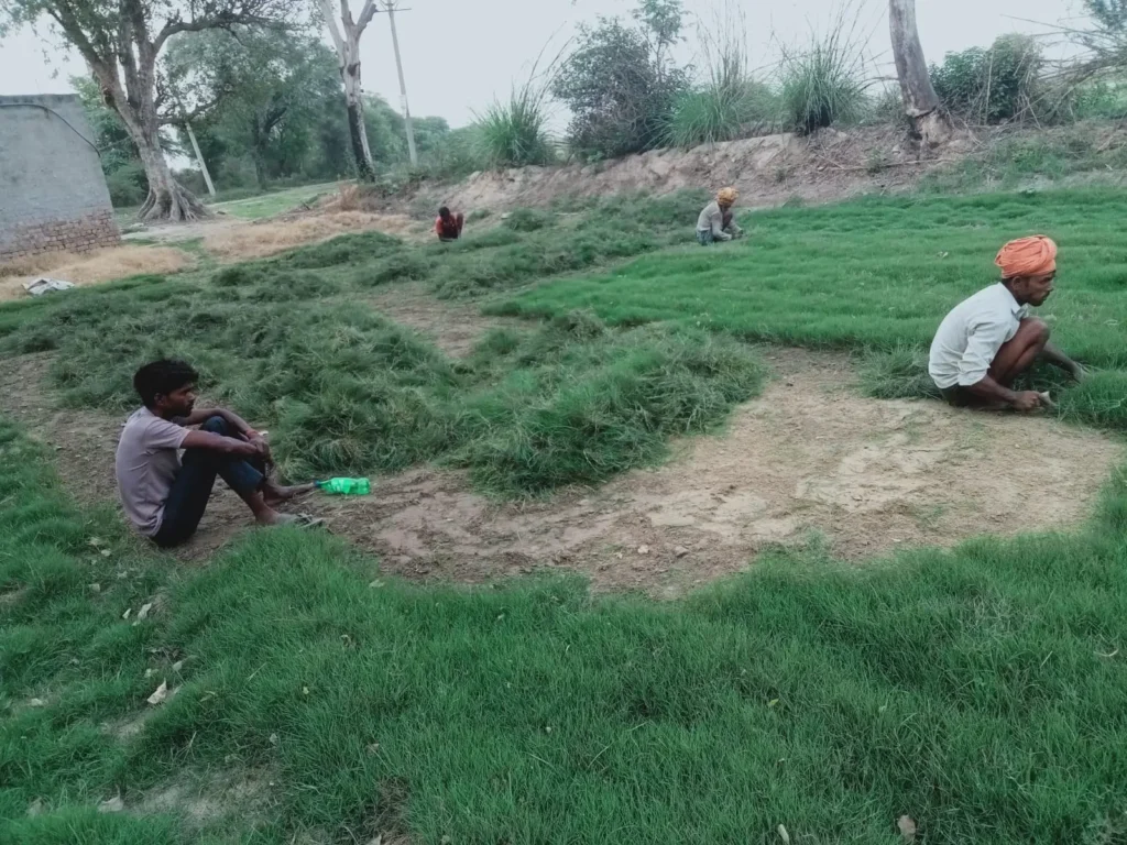 buy fresh durva grass online