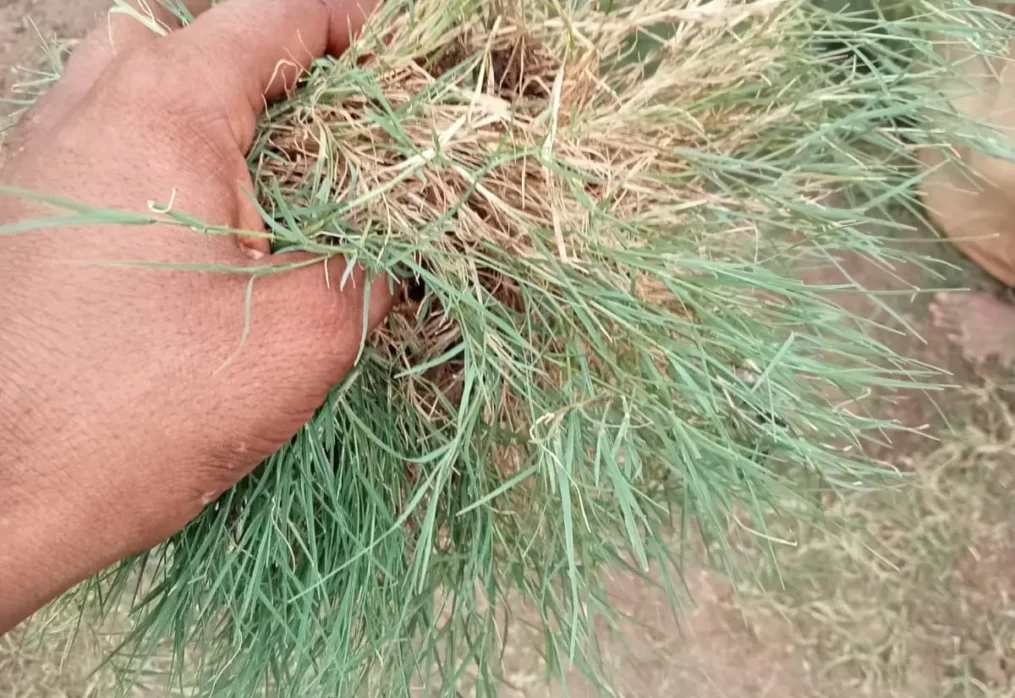 Durva Grass for Ganesh Puja: Significance and Where to Buy