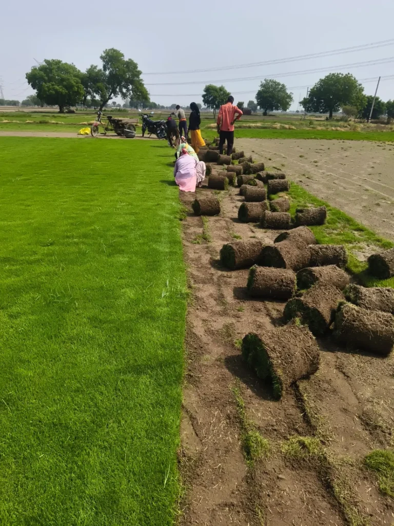 mexican grass india