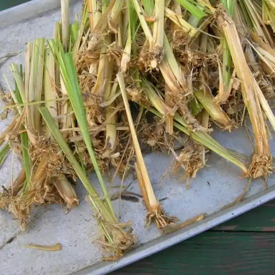 How much does vetiver grass cost in India right now?